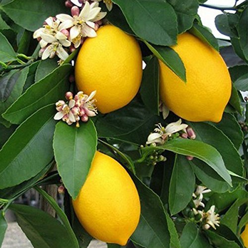 Citrus Care Guide - Tips Tree Planting