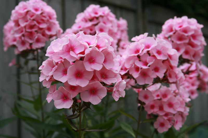 Hot Pink Roses  The Watering Can Flower Market