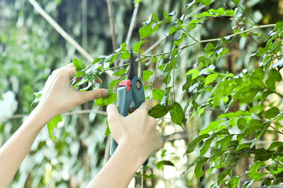 February Gardening