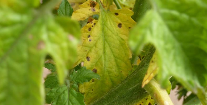 Fighting tomato blight with pennies?