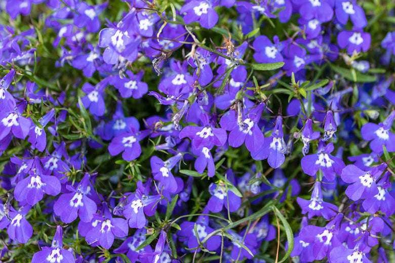 Annual Lobelia