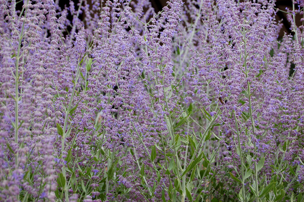 Russian Sage - A Pollinator Magnet!