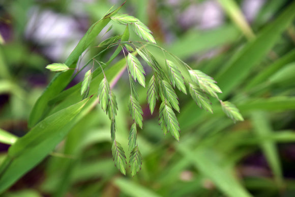 Grasses & Sedges