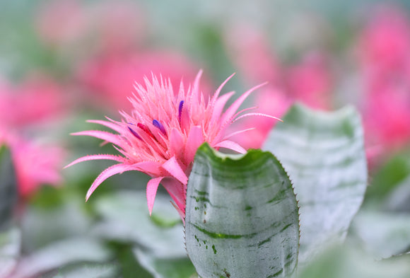 Indoor Plants