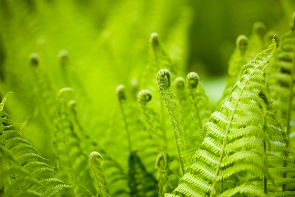 Ferns