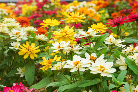 Seeds - Flowers