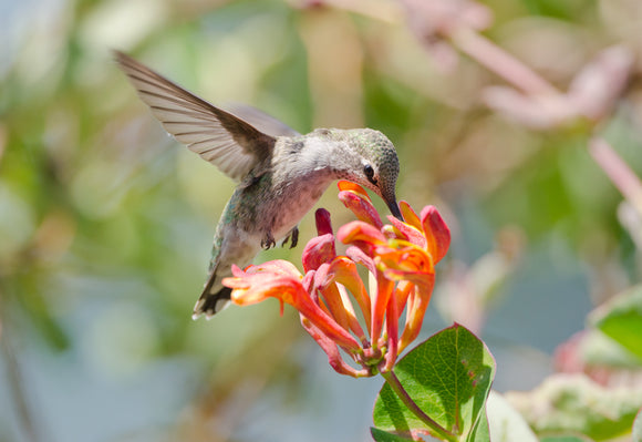 Hummingbirds