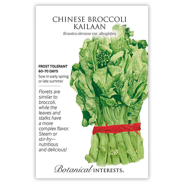 Broccoli 'Chinese Kailaan'