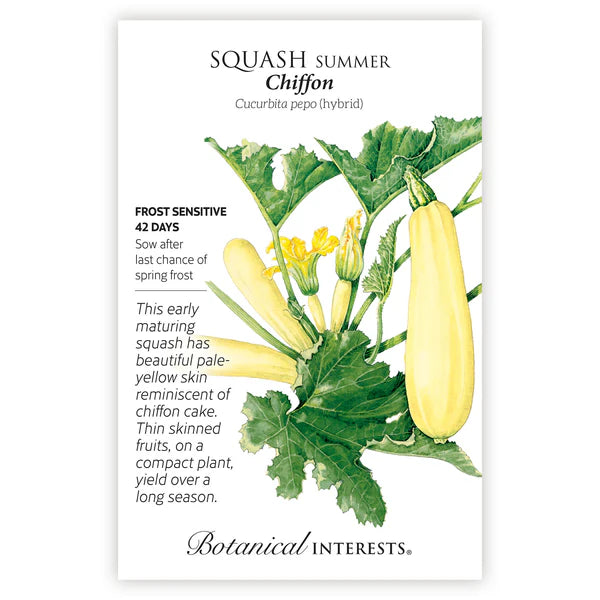 Squash Summer 'Chiffon'