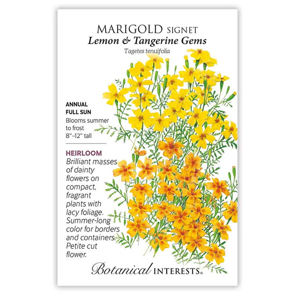 Marigold Signet 'Lemon & Tangerine Gems' | Pesches Flowers & Garden Center