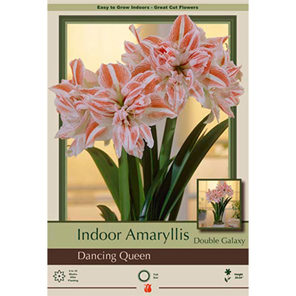 Amaryllis 'Dancing Queen'