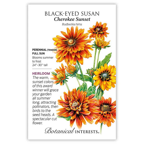 Black-Eyed Susan 'Cherokee Sunset'