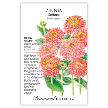 Zinnia 'Senora'