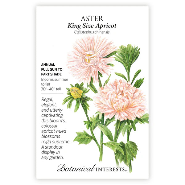 Aster 'King Size Apricot'