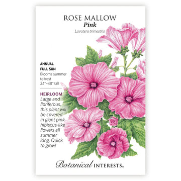 Mallow 'Pink Rose'