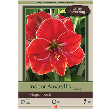 Amaryllis 'Magic Touch'