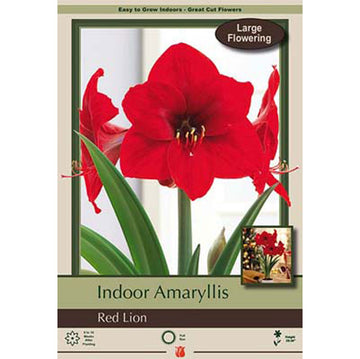 Amaryllis 'Red Lion'