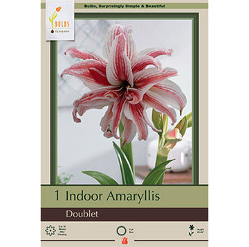 Amaryllis 'Doublet'