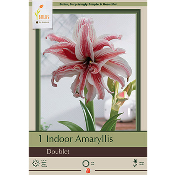 Amaryllis 'Doublet'