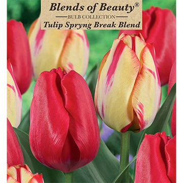 Blends of Beauty Tulip 'Spring Break Blend'