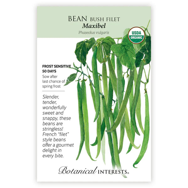 Bean Bush 'Maxibel Filet'