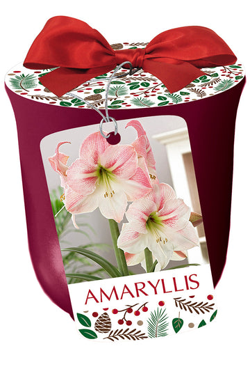 Amaryllis 'Dancing Queen' in Red Ceramic Pot