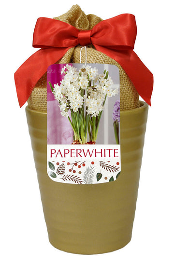 Paperwhite 'Ziva' in Gold Ceramic Pot