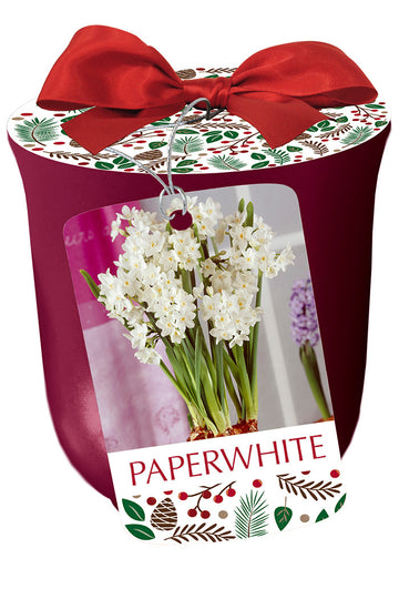 Paperwhite 'Ziva' in Bourdeaux Ceramic Pot