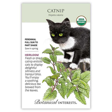 Catnip