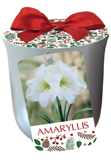 Amaryllis 'White Xmas' in Silver Ceramic Pot