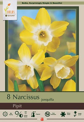 Daffodil Narcissus jonquilla 'Pipit'