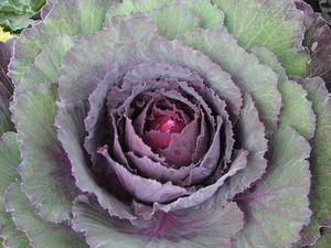 Ornamental Cabbage 'Pigeon Purple'