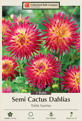 Dahlia Semi Cactus 'Tahiti Sunrise'