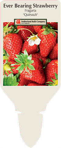 Strawberry Fragaria 'Quinault'