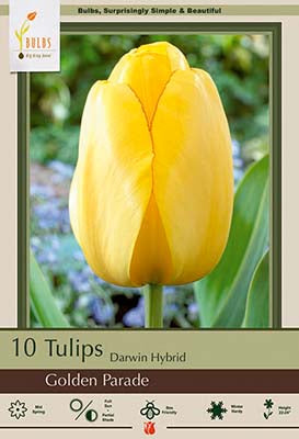 Tulip 'Golden Parade'