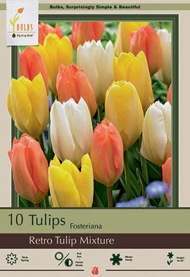 Tulip 'Retro Tulip Mixture'