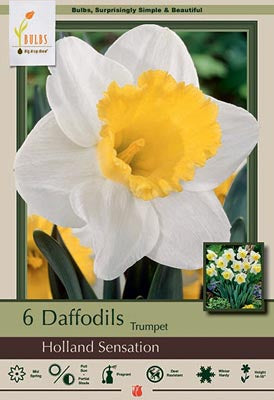 Daffodil Narcissus Trumpet 'Holland Sensation'