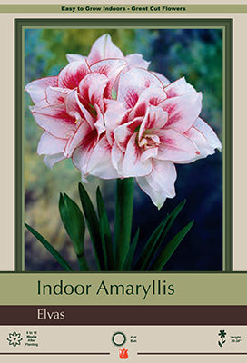 Amaryllis 'Elvas'