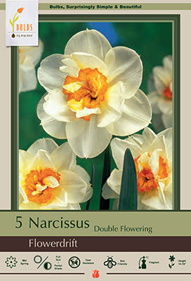 Daffodil Narcissus 'Flower Drift'