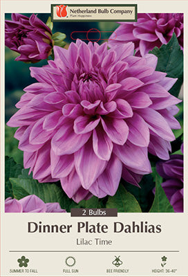 Dahlia Dinner Plate 'Lilac Time'