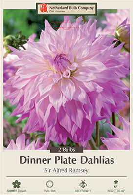 Dahlia Dinner Plate 'Sir Alfred Ramsey'