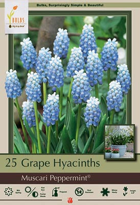 Muscari 'Peppermint'