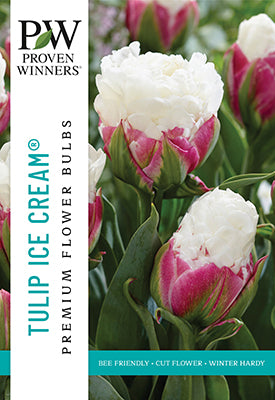 Proven Winners Tulip 'Ice Cream'