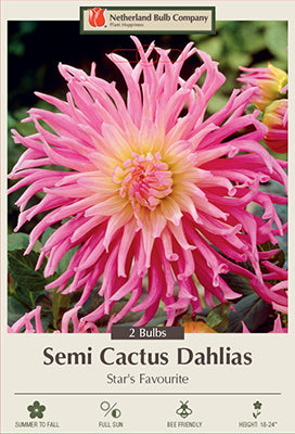 Dahlia Semi Cactus 'Star's Favourite'