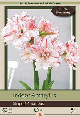 Amaryllis 'Amadeus'