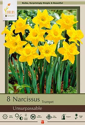Yellow Trumpet Daffodil:Daffodil Bulbs