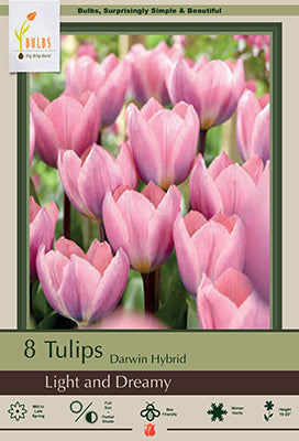 Tulip 'Light and Dreamy'