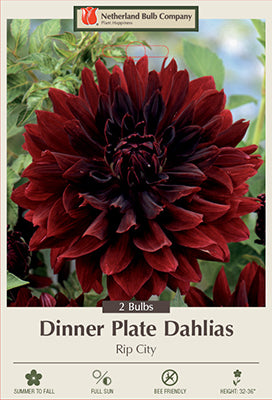 Dahlia Dinner Plate 'Rip City'