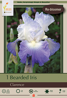 Iris germanica 'Clarence'