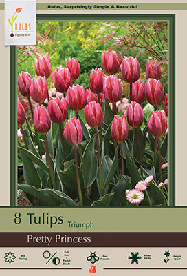 Tulip 'Pretty Princess'